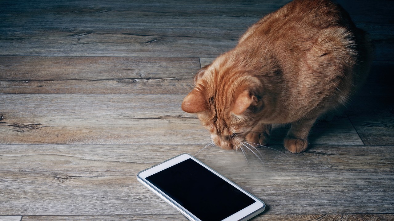 一只猫在看手机；图片使用于汇丰新加坡关于投资的6大迷思页面。