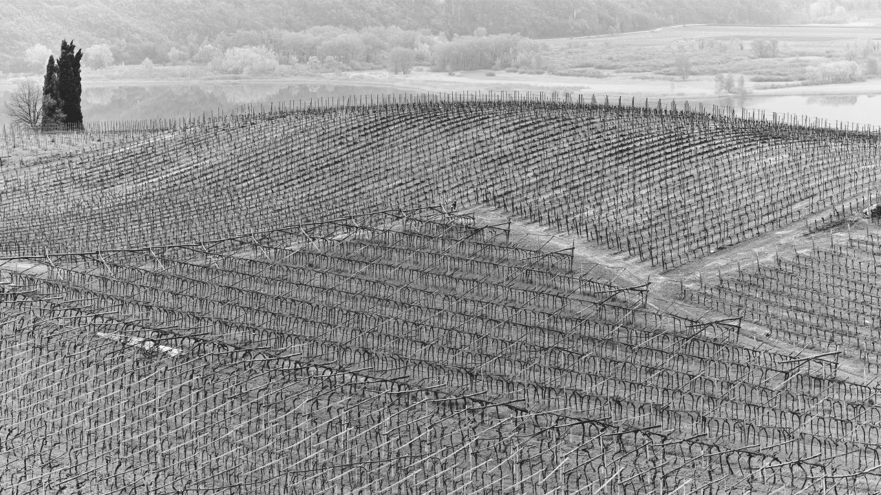 Monochrome vineyard.