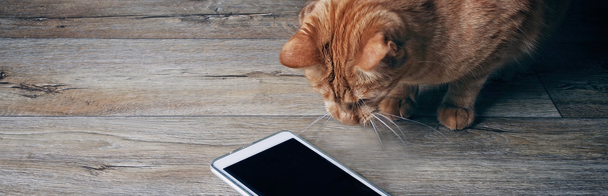 A cat looking at mobile phone; image used for HSBC Singapore 6 myths about investment.