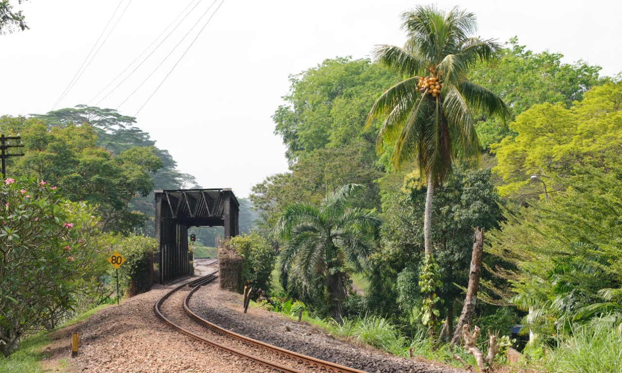 Train tracks and trees.