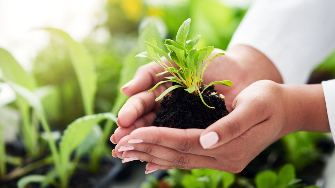 Hand holding plant; image used for HSBC quick guide to sustainable investing